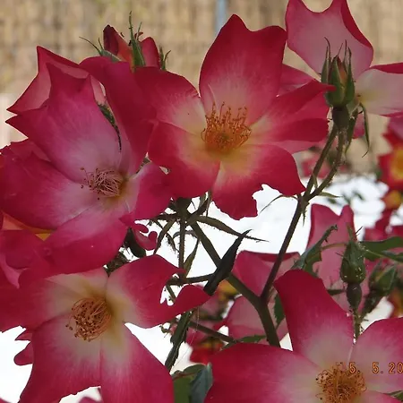 Διαμέρισμα Manganas Παλαιοκαστρίτσα